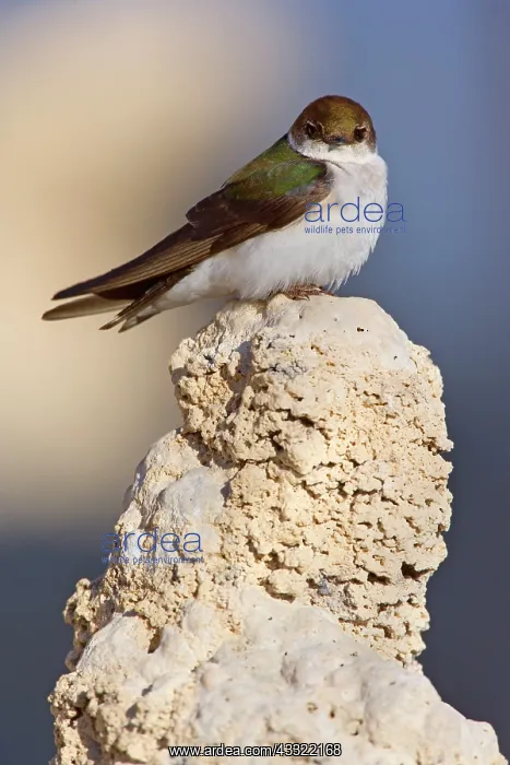 : 80188218 Violet-green swallow - female adult bird : 80188218 Violet-green swallow - female adult bird