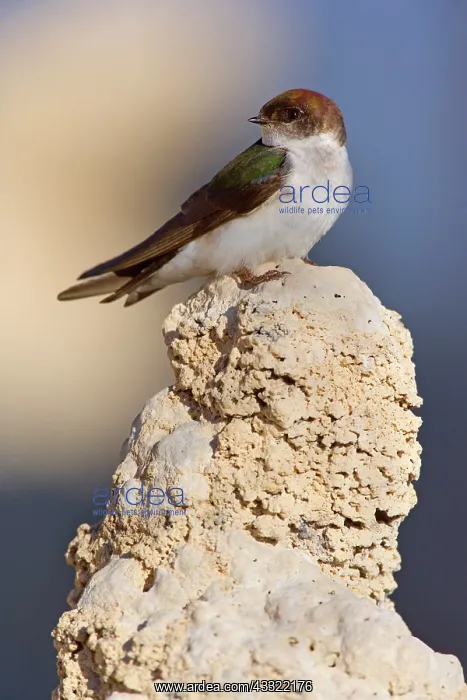: 80188219 Violet-green swallow - female adult bird : 80188219 Violet-green swallow - female adult bird