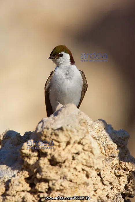 : 80188220 Violet-green swallow - male adult bird : 80188220 Violet-green swallow - male adult bird