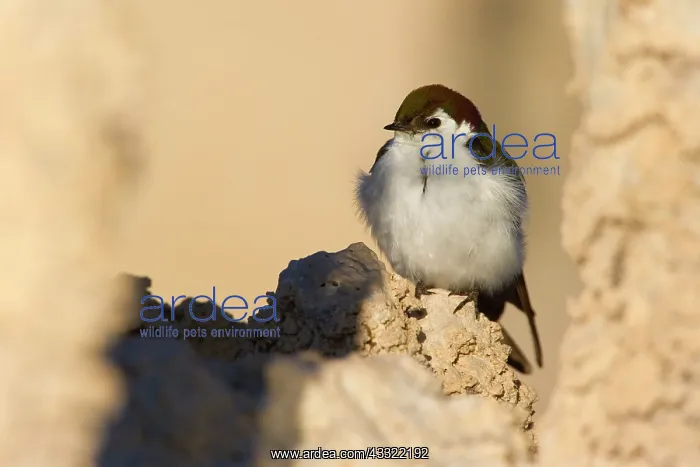 : 80188221 Violet-green swallow - male adult bird : 80188221 Violet-green swallow - male adult bird