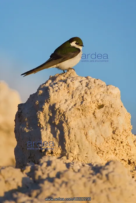 : 80188222 Violet-green swallow - male adult bird : 80188222 Violet-green swallow - male adult bird