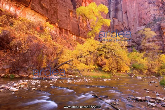 : 80188223 Virgin River Canyon - red sandstone walls : 80188223 Virgin River Canyon - red sandstone walls