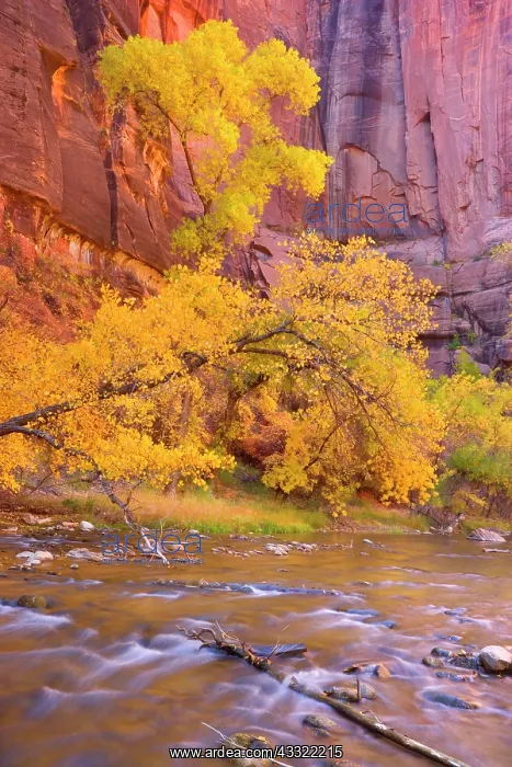 : 80188224 Virgin River Canyon - red sandstone walls : 80188224 Virgin River Canyon - red sandstone walls