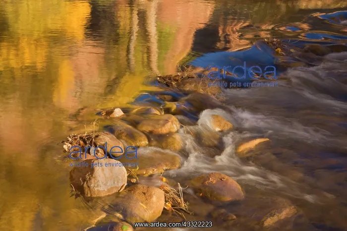: 80188225 Virgin River - red cliffs and brightly : 80188225 Virgin River - red cliffs and brightly