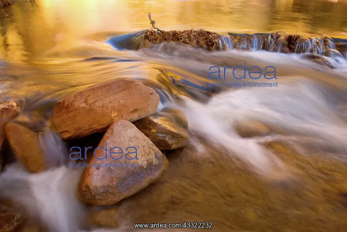 : 80188226 Virgin River - red cliffs and brightly : 80188226 Virgin River - red cliffs and brightly