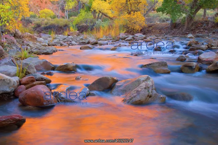 : 80188228 Virgin River - red cliffs and brightly : 80188228 Virgin River - red cliffs and brightly