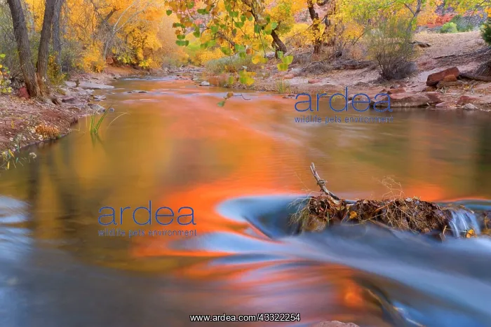 : 80188229 Virgin River - red cliffs and brightly : 80188229 Virgin River - red cliffs and brightly