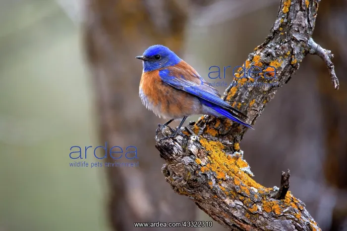  : 80188237 Western bluebird - adult male bluebird