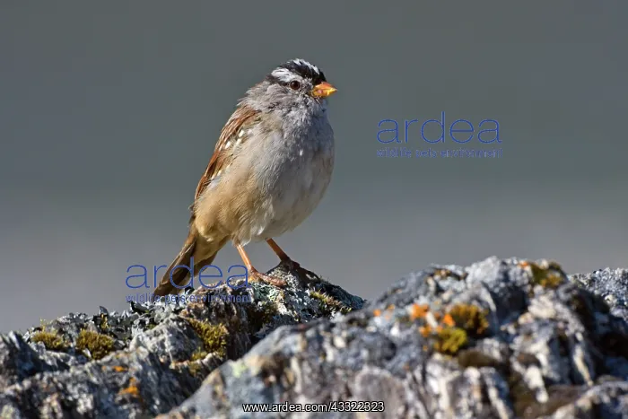 : 80188239 White-crowned Sparrow - adult sparrow sitting : 80188239 White-crowned Sparrow - adult sparrow sitting