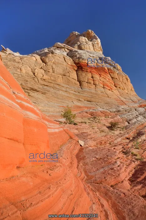 : 80188242 White Pocket - artfully sculpted rock formations : 80188242 White Pocket - artfully sculpted rock formations