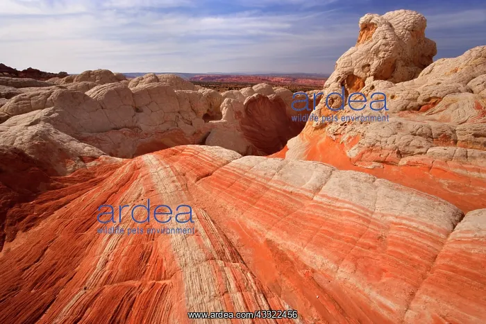 : 80188256 White Pocket - artfully sculpted rock formations : 80188256 White Pocket - artfully sculpted rock formations
