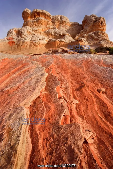 : 80188258 White Pocket - artfully sculpted rock formations : 80188258 White Pocket - artfully sculpted rock formations