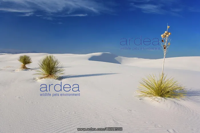 : 80188261 White Dunes - sea of white gypsum dunes : 80188261 White Dunes - sea of white gypsum dunes