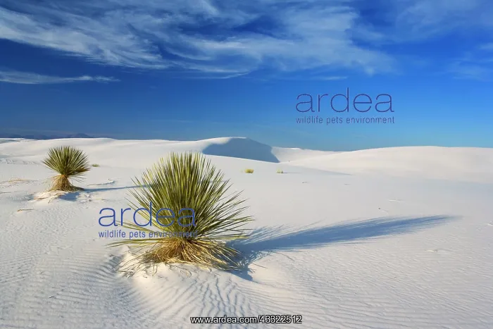 : 80188262 White Dunes - sea of white gypsum dunes : 80188262 White Dunes - sea of white gypsum dunes