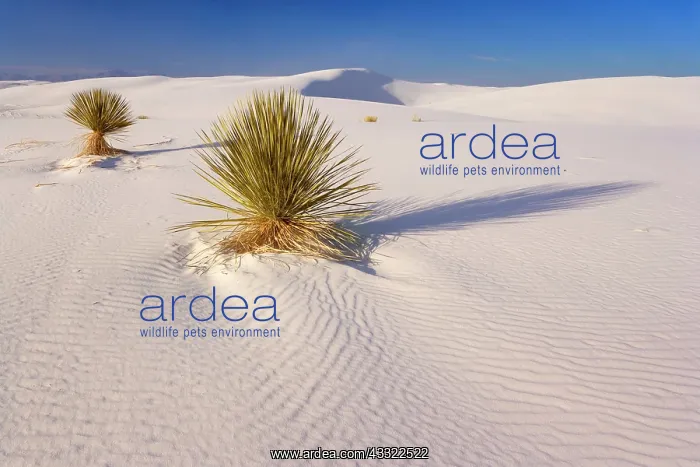 : 80188263 White Dunes - sea of white gypsum dunes : 80188263 White Dunes - sea of white gypsum dunes