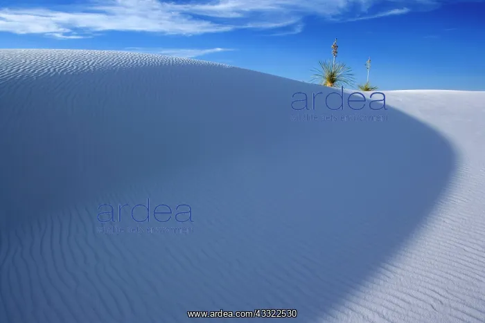 : 80188264 White Dunes - sea of white gypsum dunes : 80188264 White Dunes - sea of white gypsum dunes