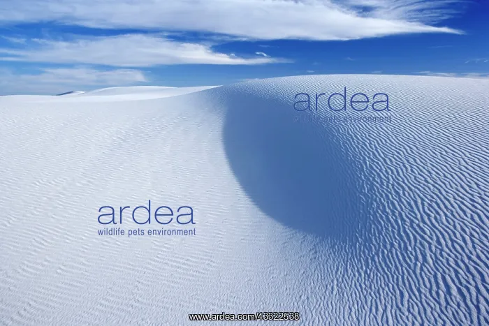 : 80188265 White Dune - light and shadow showing off : 80188265 White Dune - light and shadow showing off