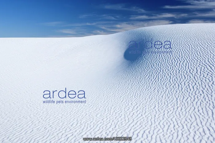 : 80188266 White Dune - light and shadow showing off : 80188266 White Dune - light and shadow showing off