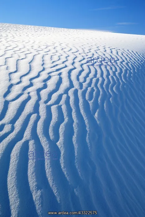 : 80188269 White Dune - light and shadow showing off : 80188269 White Dune - light and shadow showing off