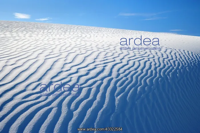 : 80188270 White Dune - light and shadow showing off : 80188270 White Dune - light and shadow showing off