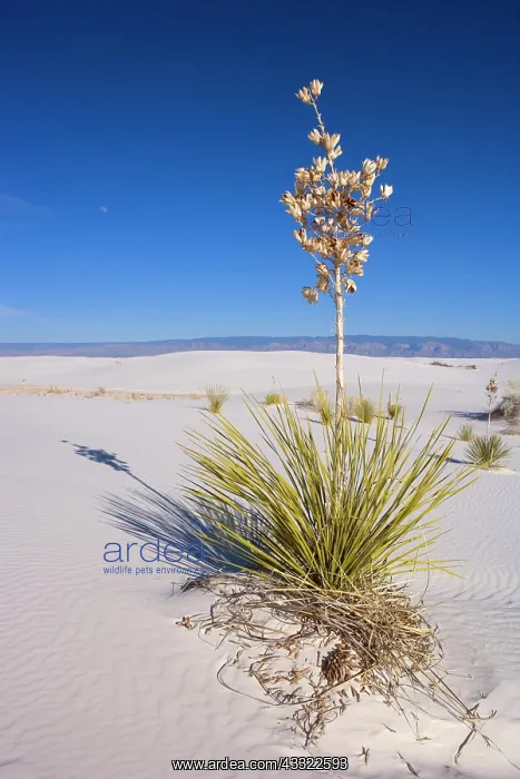 : 80188271 White Dunes - sea of white gypsum dunes : 80188271 White Dunes - sea of white gypsum dunes