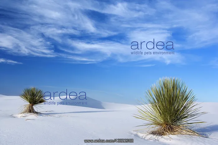 : 80188272 White Dunes - sea of white gypsum dunes : 80188272 White Dunes - sea of white gypsum dunes