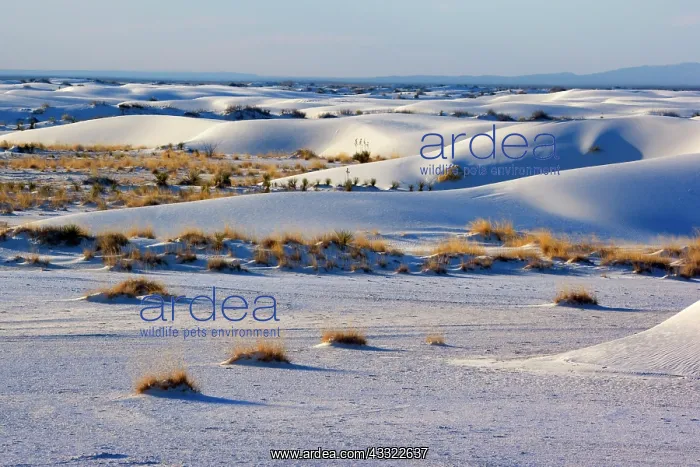 : 80188276 White Dune - light and shadow showing off : 80188276 White Dune - light and shadow showing off
