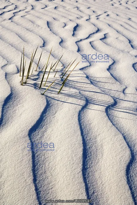 : 80188277 White Dunes - sea of white gypsum dunes : 80188277 White Dunes - sea of white gypsum dunes