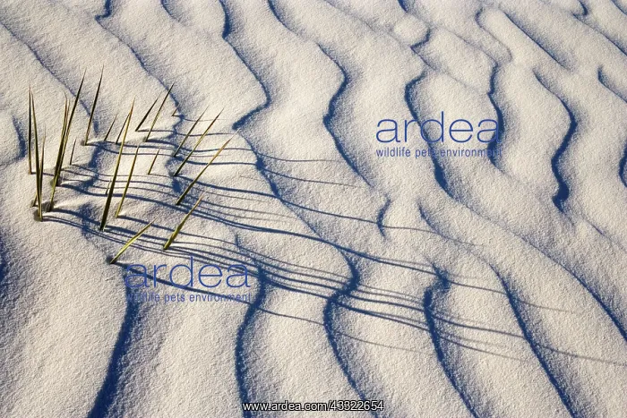 : 80188278 White Dunes - sea of white gypsum dunes : 80188278 White Dunes - sea of white gypsum dunes