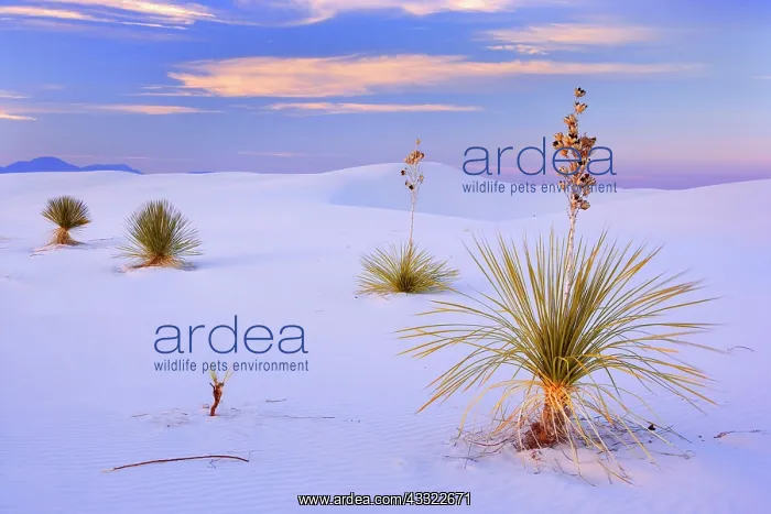 : 80188280 White Dunes - sea of white gypsum dunes : 80188280 White Dunes - sea of white gypsum dunes