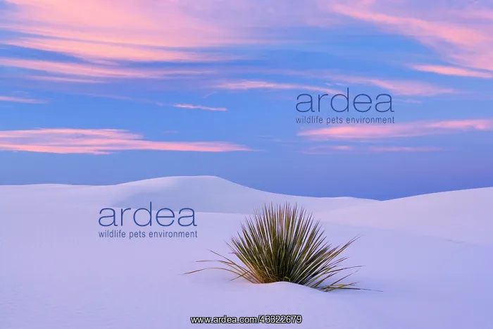 : 80188281 White Dunes - sea of white gypsum dunes : 80188281 White Dunes - sea of white gypsum dunes