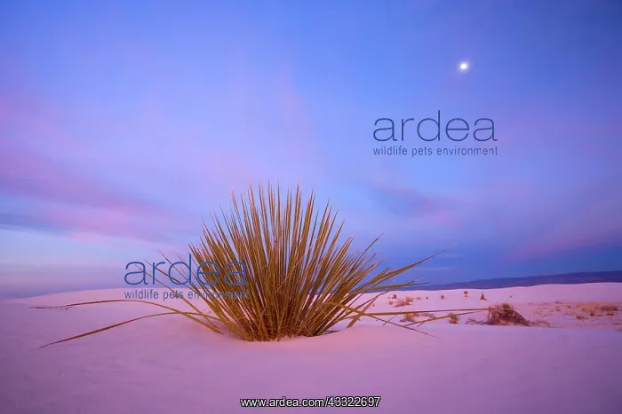 : 80188283 White Dunes - sea of white gypsum dunes : 80188283 White Dunes - sea of white gypsum dunes