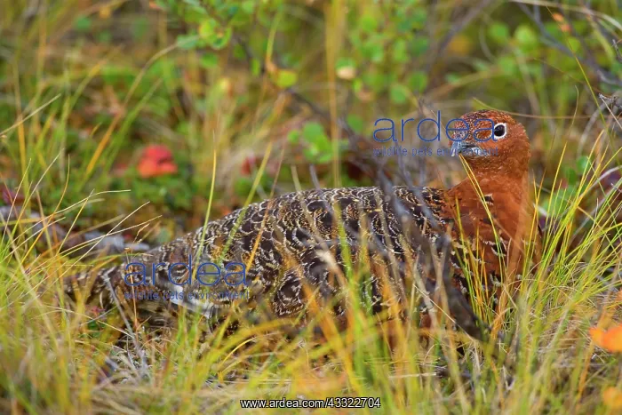 : 80188284 Willow Ptarmigan - by brush and grass camouflaged : 80188284 Willow Ptarmigan - by brush and grass camouflaged