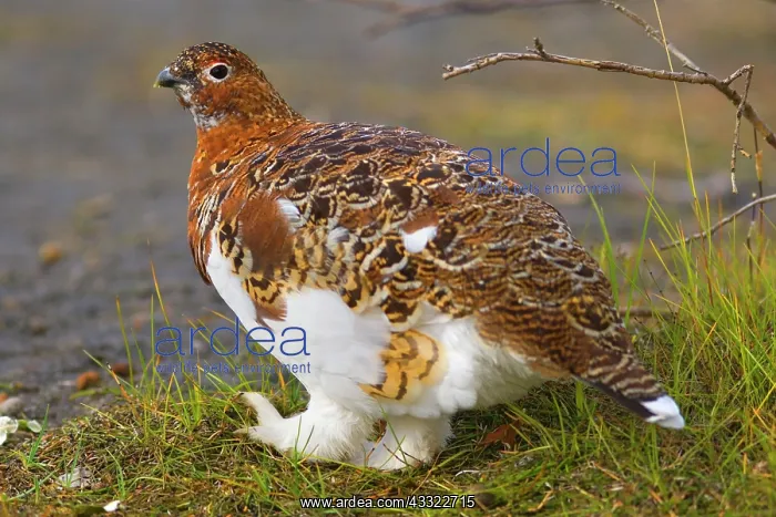 : 80188285 Willow Ptarmigan - male adult with partly : 80188285 Willow Ptarmigan - male adult with partly