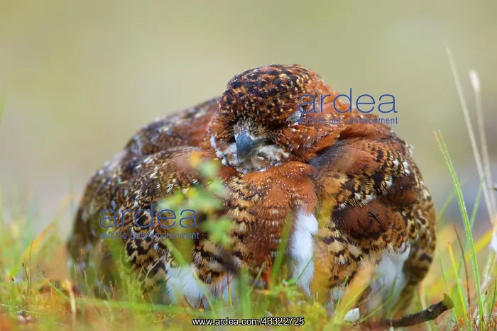 : 80188286 Willow Ptarmigan - sleeping male adult : 80188286 Willow Ptarmigan - sleeping male adult