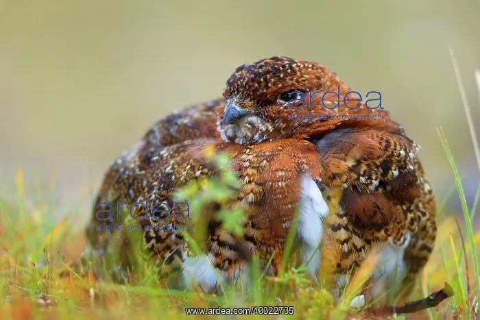 : 80188287 Willow Ptarmigan - male adult with partly : 80188287 Willow Ptarmigan - male adult with partly