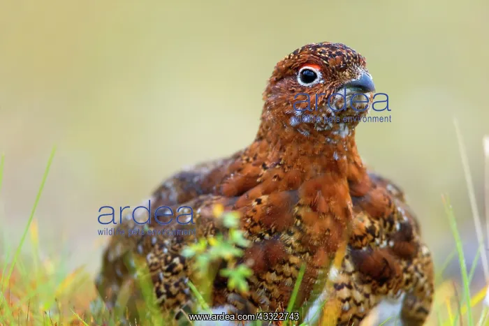 : 80188288 Willow Ptarmigan - male adult with partly : 80188288 Willow Ptarmigan - male adult with partly