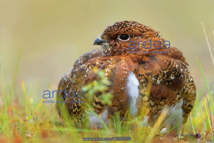 : 80188289 Willow Ptarmigan - male adult with partly : 80188289 Willow Ptarmigan - male adult with partly