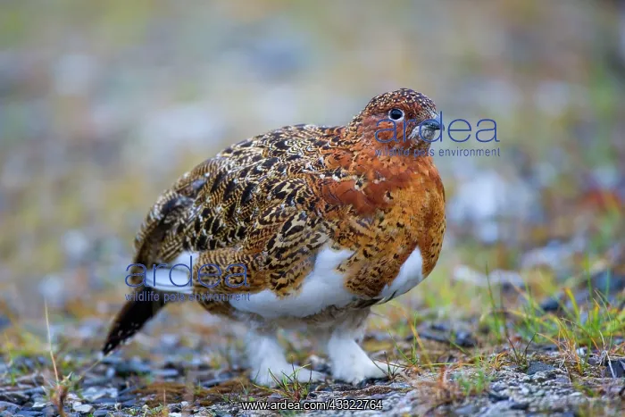 : 80188290 Willow Ptarmigan - male adult with partly : 80188290 Willow Ptarmigan - male adult with partly