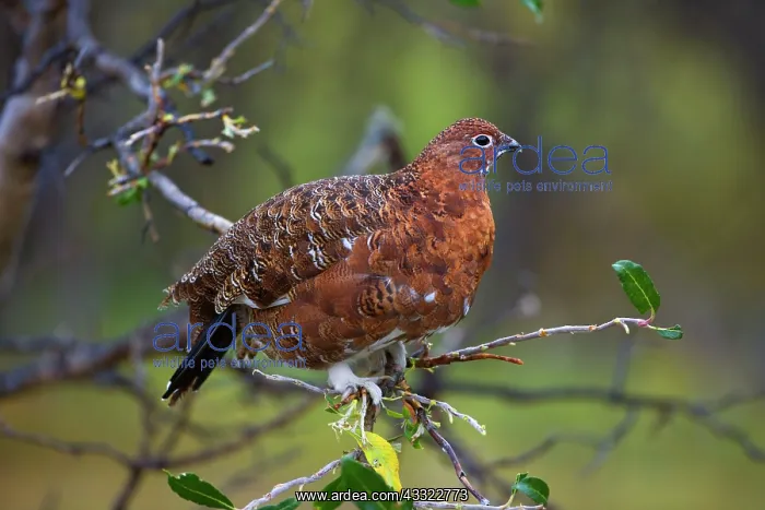 : 80188291 Willow Ptarmigan - male adult with partly : 80188291 Willow Ptarmigan - male adult with partly