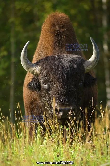 : 80188292 Wood Bison - adult buffalo bull grazing : 80188292 Wood Bison - adult buffalo bull grazing