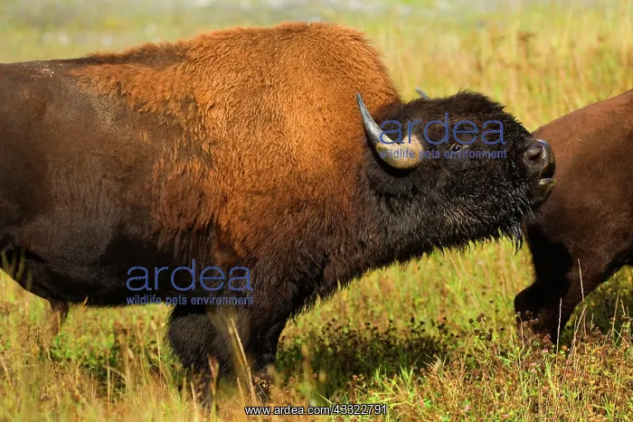: 80188293 Wood Bison - adult buffalo bull bugling : 80188293 Wood Bison - adult buffalo bull bugling