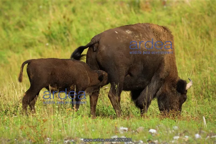 : 80188294 Wood Bison - female adult buffalo nursing : 80188294 Wood Bison - female adult buffalo nursing