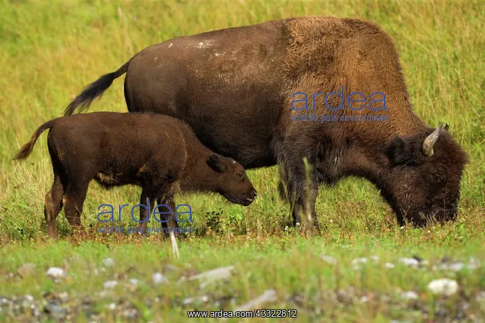 : 80188295 Wood Bison - female buffalo and calf grazing : 80188295 Wood Bison - female buffalo and calf grazing