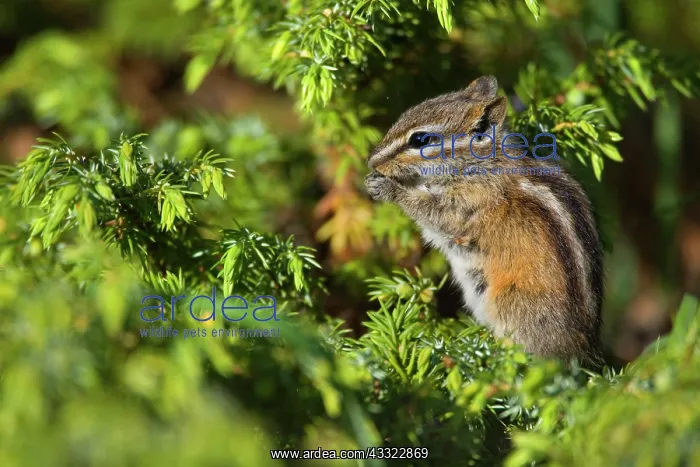 : 80188301 Yellow-pine Chipmunk - adult chipmunk sitting : 80188301 Yellow-pine Chipmunk - adult chipmunk sitting