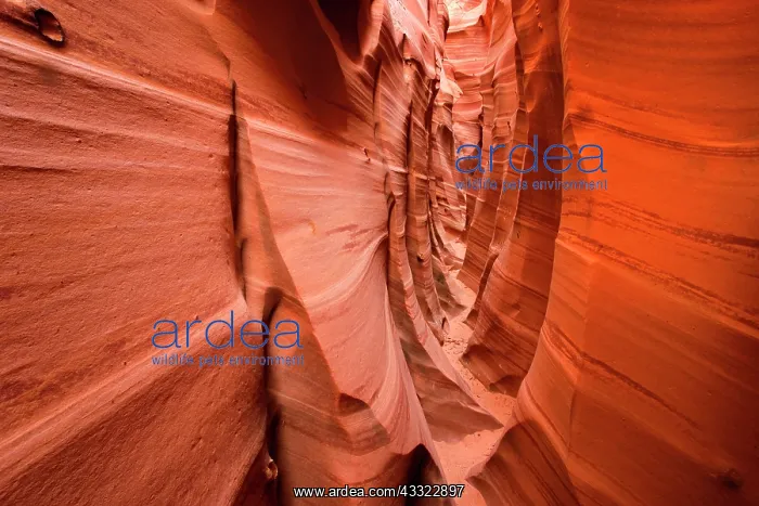 : 80188304 Zebra Canyon - amazing slot canyon with : 80188304 Zebra Canyon - amazing slot canyon with
