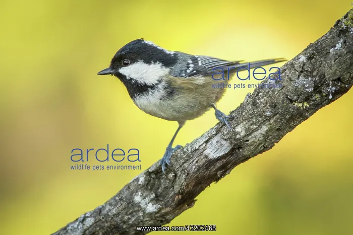  : 80188330 Coal Tit - adult perched on branch Allariz
