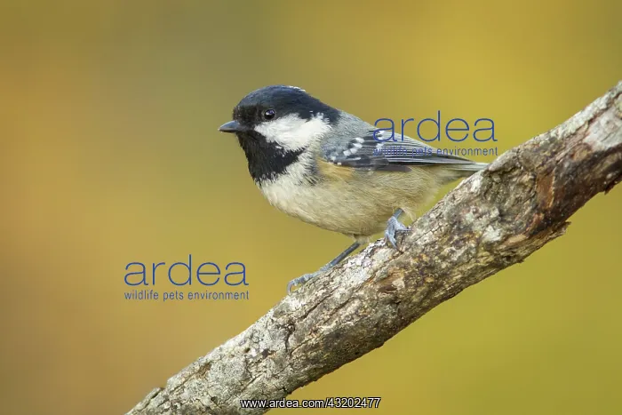 : 80188331 Coal Tit - adult perched on branch Allariz : 80188331 Coal Tit - adult perched on branch Allariz
