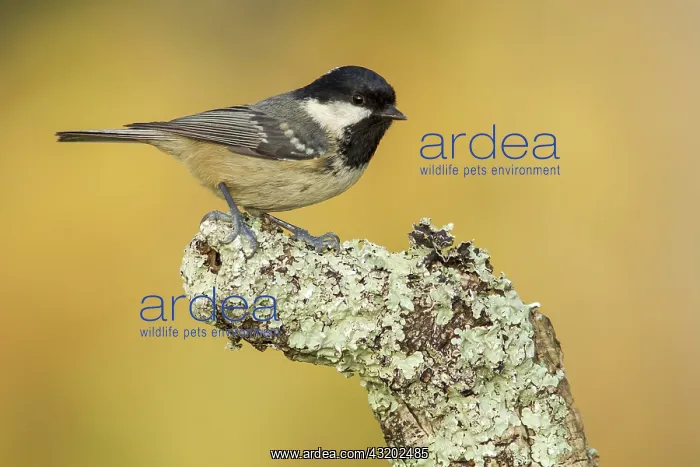: 80188332 Coal Tit - adult perched on branch Allariz : 80188332 Coal Tit - adult perched on branch Allariz