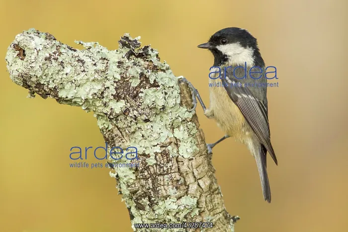 : 80188333 Coal Tit - adult perched on branch Allariz : 80188333 Coal Tit - adult perched on branch Allariz